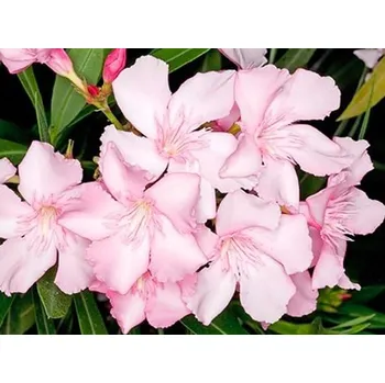 Sazenice Oleandr kontejner C160, Tvar: kmínek 180-200cm, OK 25/30