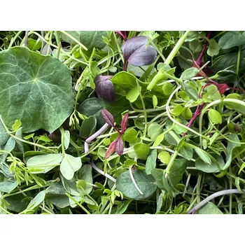 Semeno Tiny Greens Mix - čerstvé microgreens Množství: 100g