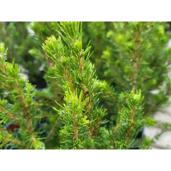 Sazenice Smrk sivý 'December' Balení: kontejner p9