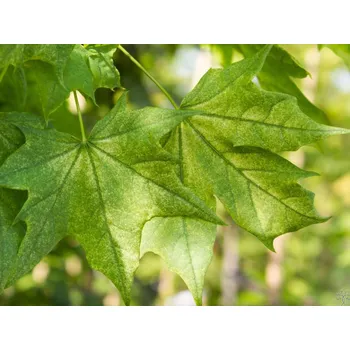 Sazenice Javor mléč 'Maculatum'