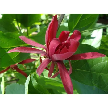 Sazenice Sazaník květnatý kontejner C5