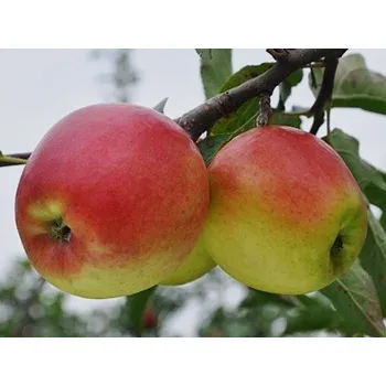 Sazenice Jabloň 'Ligolina' - kontejner Balení: kontejner C5, Podnož: M26