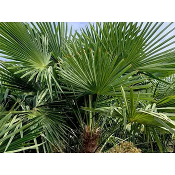 Sazenice Žumara ztepilá kontejner C30, výška 30-40 cm, 1 kmen