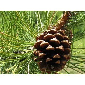 Sazenice Borovice těžká Balení: bal nebo kontejner