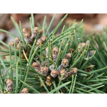 Sazenice Borovice kleč 'Knapenburg'