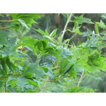 Sazenice Javor mléč 'Lorbergii'