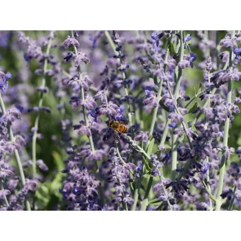 Sazenice Perovskie lebedolistá 'Little Spire' kontejner p9