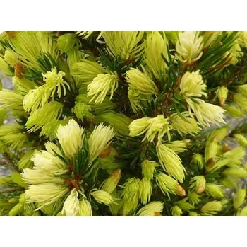 Sazenice Smrk bílý 'J.W.Daisy's White'