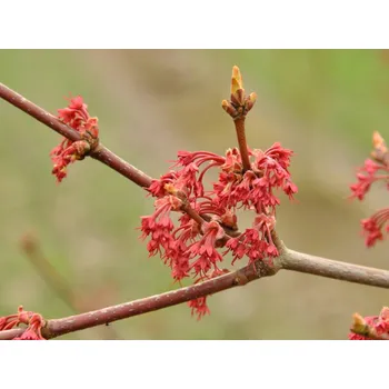 Sazenice Javor červený Balení: kontejner C7,5, Tvar: výška 160-180 cm