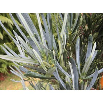 Sazenice Nohoplod coraiana