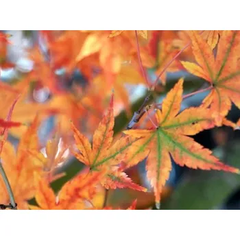 Sazenice Javor dlanitolistý 'Japanese Sunrise'