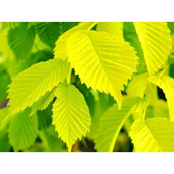 Sazenice Jilm habrolistý 'Louis van Houtte' kontejner C5