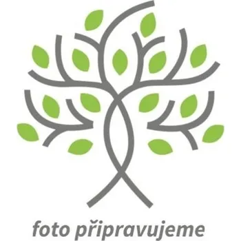 Sazenice Jabloň 'Poziomka' Balení: bal/kontejner, Tvar: výška 300-350 cm, OK 30/35