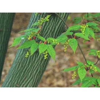 Sazenice Javor Davidův 'Rosalie'