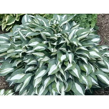 Sazenice Bohyška 'Pin-Up' - Hosta 'Pin-Up' Balení: kontejner p12