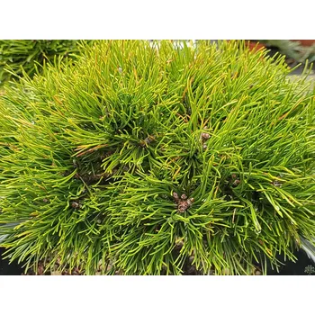 Sazenice Borovice kleč 'Grüne Welle' Balení: kontejner C5, Tvar: výška 20-30cm