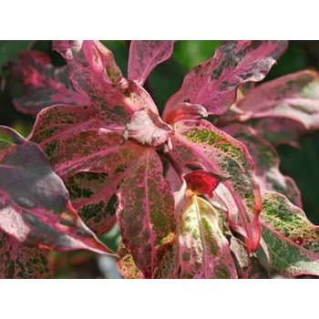 Sazenice Dřín japonský 'Pink Lips' kontejner C15, výška 100-120cm