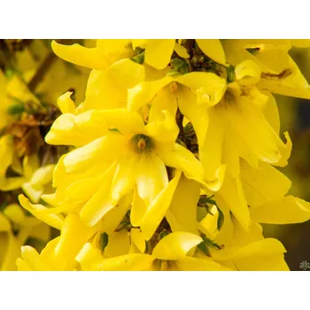 Sazenice Zlatice prostřední Mikador 'Minfor6' Balení: kontejner C12, Tvar: výška 50-60cm