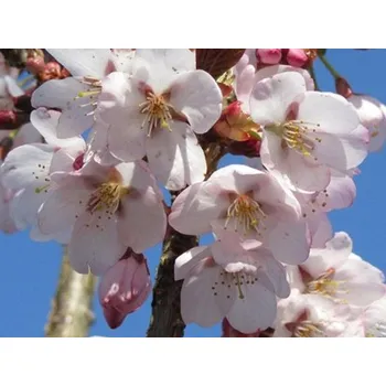 Sazenice Sakura 'Spire' Balení: bal/airpot/kontejner, Tvar: obvod kmene 12/14