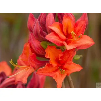 Sazenice Azalka 'Mandarin Lights' Balení: kontejner C5