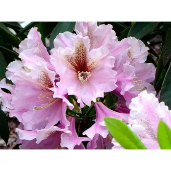 Sazenice Rododendron 'Admiral Vanessa'