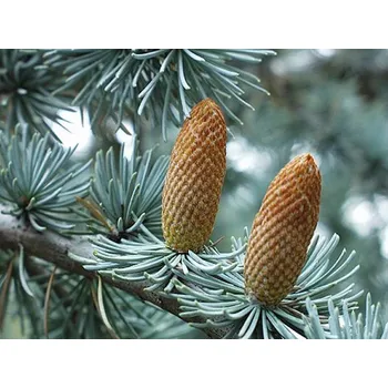 Sazenice Cedr atlantský 'Glauca' Balení: kontejner C5