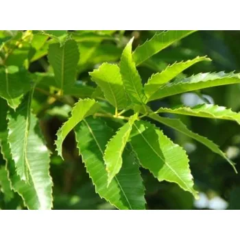 Sazenice Dub špičatolistý Balení: kontejner C5, Tvar: výška 80-100 cm