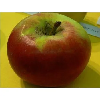 Sazenice Jabloň 'Berlepschova Reneta' kontejner C30