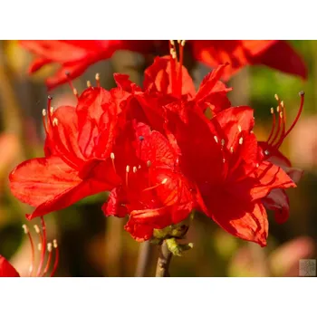 Sazenice Azalka 'Parkfeuer' Balení: kontejner C5