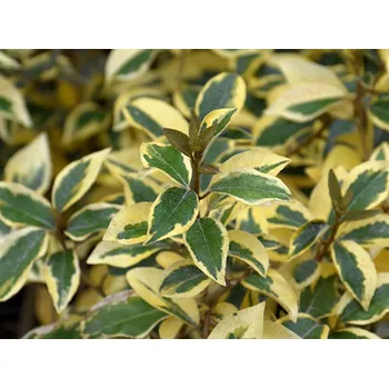 Sazenice Hlošina Ebbingeova 'Gilt Edge' Balení: kontejner p9