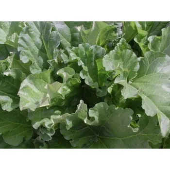 Semeno Rebarbora, reveň kadeřavá 'Goliath'