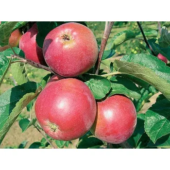 Sazenice Jabloň 'Ametyst' - kontejner Balení: kontejner C30, Podnož: MM106, Tvar a výška: vysokokmen, OK 10/12