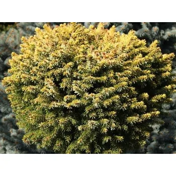 Sazenice Smrk omorika 'Peve Tijn' Balení: kontejner C5, Tvar: výška 20-30cm