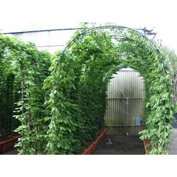 Truhlík Habr obecný Balení: truhlík 60cm, Tvar: oblouk/brána Carpinus betulus