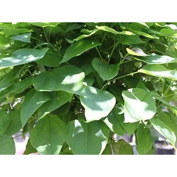 Sazenice Katalpa trubačovitá 'Nana' Balení: bal nebo kontejner, Tvar: výška kmínku +/- 220cm