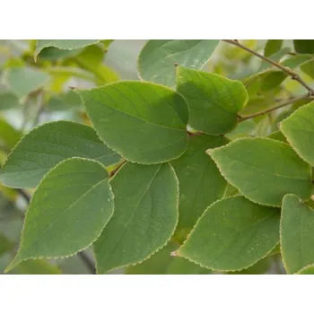 Sazenice Břestovec Juliin