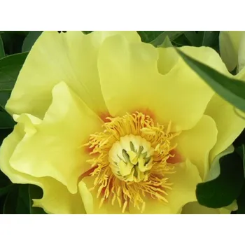 Sazenice Pivoňka itoh 'Going Bananas' kontejner C3