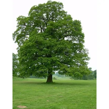 Sazenice Dub vrbolistý Balení: bal/airpot/kontejner, Tvar: obvod kmene 16/18