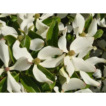 Sazenice Dřín hongkongensis