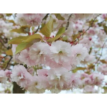 Sazenice Sakura ozdobná 'Fugenzo' Balení: bal/kontejner, Tvar: OK 10/12