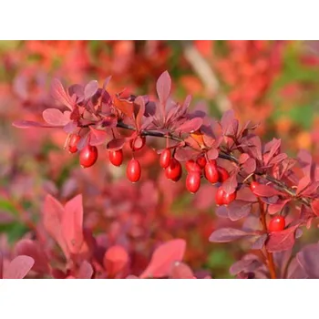 Sazenice Dřišťál Thunbergův 'Atropurpurea Nana' Balení: kontejner p9