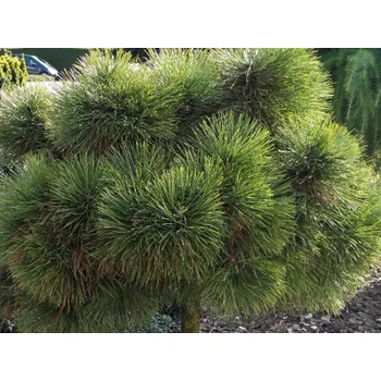 Sazenice Borovice těžká 'Dixie' Balení: kontejner C5, Tvar: roubováno na kmínku, 85-95 cm, průměr koruny 15-20 cm