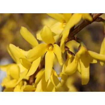 Sazenice Zlatice prostřední 'Maluch' Balení: kontejner C3, Tvar: výška 30-40 cm