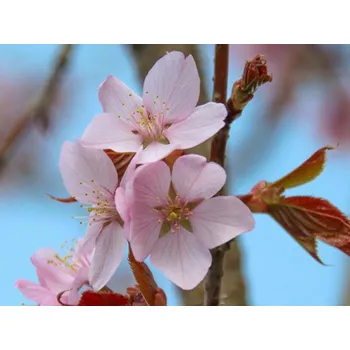 Sazenice Třešeň chloupkatá