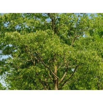 Sazenice Břestovec jižní Balení: bal/airpot/kontejner, Tvar: obvod kmene 14/16