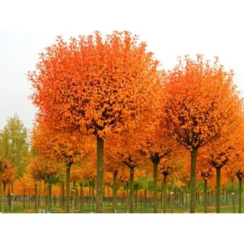 Sazenice Višeň křovitá 'Globosa' Balení: kontejner, Tvar: OK 20/25