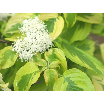 Sazenice Svída střídavolistá 'Golden Shadows' Balení: kontejner C5