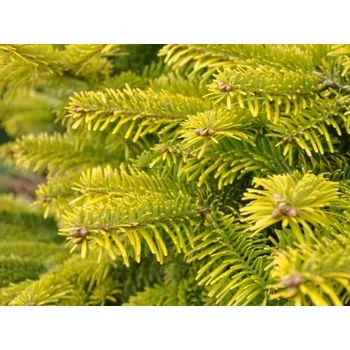 Vánoční stromek Jedle kavkazská 'Aurea' Balení: kontejner p14 20 m