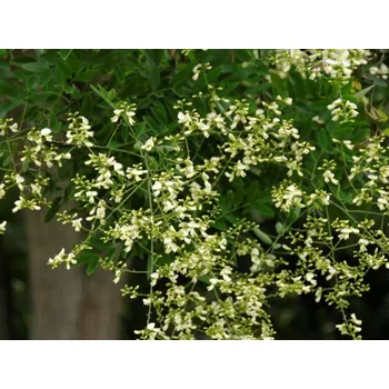 Sazenice Jerlín japonský Balení: kontejner C90, Tvar: OK 18/20