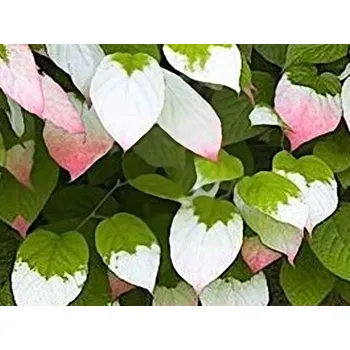 Sazenice Kiwi 'Sentyabraskaya' Balení: kontejner p9